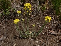 Alyssum montanum 19, Bergschildzaad, Saxifraga-Ed Stikvoort