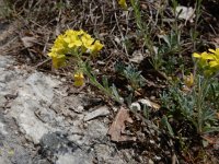 Alyssum montanum 20, Bergschildzaad, Saxifraga-Ed Stikvoort