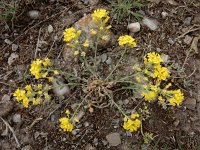 Alyssum montanum 22, Bergschildzaad, Saxifraga-Ed Stikvoort