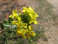 Alyssum montanum 5, Bergschildzaad, Saxifraga-Jasenka Topic