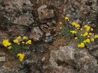 Alyssum montanum 6, Bergschildzaad, Saxifraga-Willem van Kruijsbergen