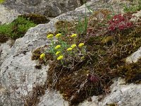 Alyssum montanum ssp montanum 24, Saxifraga-Hans Grotenhuis