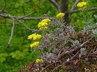 Alyssum montanum ssp montanum 25, Saxifraga-Hans Grotenhuis