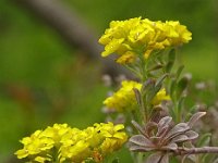 Alyssum montanum ssp montanum 26, Saxifraga-Hans Grotenhuis