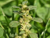 Amaranthus blitoides 18, Nerfamarant, Saxifraga-Sonja Bouwman  831. Nerfamarant - Amaranthus blitoides - Amaranthaceae familie (i) Ewijkse plaat (Ewijk)