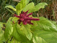 Amaranthus caudatus 11, Kattenstaartamarant, Saxifraga-Ed Stikvoort