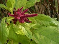 Amaranthus caudatus 8, Kattenstaartamarant, Saxifraga-Ed Stikvoort