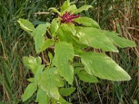 Amaranthus caudatus 9, Kattenstaartamarant, Saxifraga-Ed Stikvoort