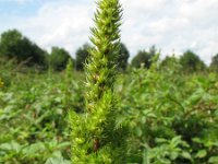 Amaranthus hybridus, Green Amaranth