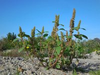 Amaranthus hybridus 12, Basterdamarant, Saxifraga-Ed Stikvoort