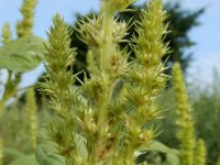 Amaranthus hybridus 10, Basterdamarant, Saxifraga-Ed Stikvoort