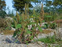 Amaranthus hybridus 11, Basterdamarant, Saxifraga-Ed Stikvoort