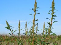 Amaranthus hybridus 14, Basterdamarant, Saxifraga-Ed Stikvoort