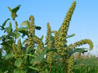 Amaranthus hybridus 15, Basterdamarant, Saxifraga-Ed Stikvoort