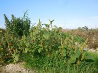 Amaranthus hybridus 16, Basterdamarant, Saxifraga-Ed Stikvoort