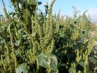 Amaranthus hybridus 17, Basterdamarant, Saxifraga-Peter Meininger