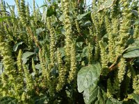 Amaranthus hybridus 18, Basterdamarant, Saxifraga-Peter Meininger