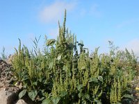 Amaranthus hybridus 19, Basterdamarant, Saxifraga-Peter Meininger