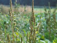 Amaranthus hybridus 2, Basterdamarant, Saxifraga-Piet Zomerdijk