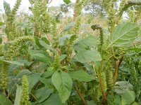 Amaranthus hybridus 20, Basterdamarant, Saxifraga-Peter Meininger