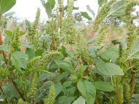 Amaranthus hybridus 21, Basterdamarant, Saxifraga-Peter Meininger