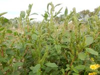 Amaranthus hybridus 22, Basterdamarant, Saxifraga-Peter Meininger