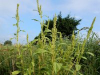 Amaranthus hybridus 23, Basterdamarant, Saxifraga-Ed Stikvoort