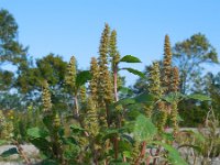 Amaranthus hybridus 24, Basterdamarant, Saxifraga-Ed Stikvoort