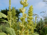 Amaranthus hybridus 25, Basterdamarant, Saxifraga-Ed Stikvoort