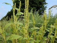 Amaranthus hybridus 26, Basterdamarant, Saxifraga-Ed Stikvoort