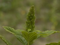 Amaranthus hybridus 3, Basterdamarant, Saxifraga-Willem van Kruijsbergen