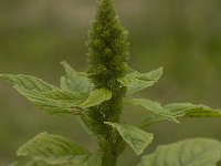 Amaranthus hybridus 4, Basterdamarant, Saxifraga-Willem van Kruijsbergen