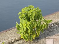 Amaranthus hybridus 5, Basterdamarant, Saxifraga-Peter Meininger