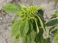 Amaranthus hybridus 6, Basterdamarant, Saxifraga-Peter Meininger