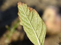 Amaranthus hybridus ssp bouchonii 29, Franse amarant, Saxifraga-Sonja Bouwman