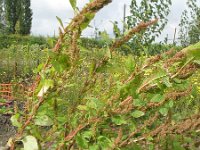 Amaranthus hybridus ssp bouchonius  7, Basterdamarant, Saxifraga-Rutger Barendse