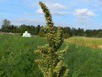 Amaranthus hybridus ssp bouchonius  8, Basterdamarant, Saxifraga-Rutger Barendse