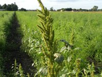 Amaranthus hybridus ssp bouchonius  9, Basterdamarant, Saxifraga-Rutger Barendse