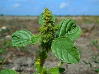 Amaranthus retroflexus 10, Papegaaienkruid, Saxifraga-Ed Stikvoort