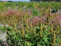 Amaranthus retroflexus 11, Papegaaienkruid, Saxifraga-Ed Stikvoort