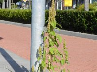 Amaranthus retroflexus 12, Papegaaienkruid, Saxifraga-Rutger Barendse