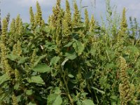 Amaranthus retroflexus 13, Papegaaienkruid, Saxifraga-Ed Stikvoort