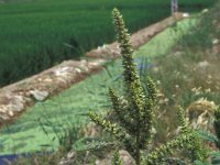 Amaranthus retroflexus 2, Papegaaienkruid, Saxifraga-Piet Zomerdijk