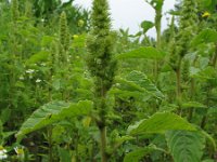 Amaranthus retroflexus 3, Papegaaienkruid, Saxifraga-Rutger Barendse