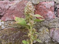 Amaranthus retroflexus 4, Papegaaienkruid, Saxifaraga-Peter Meininger