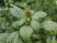 Amaranthus retroflexus 6, Papegaaienkruid, Saxifraga-Peter Meininger