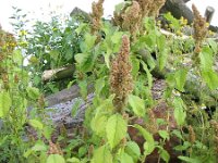 Amaranthus retroflexus 7, Papegaaienkruid, Saxifraga-Rutger Barendse