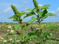 Amaranthus retroflexus 8, Papegaaienkruid, Saxifraga-Ed Stikvoort