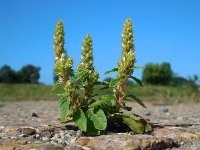 Amaranthus retroflexus 9, Papegaaienkruid, Saxifraga-Ed Stikvoort