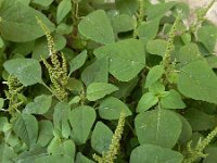 Amaranthus viridis 5, Saxifraga-Ed Stikvoort